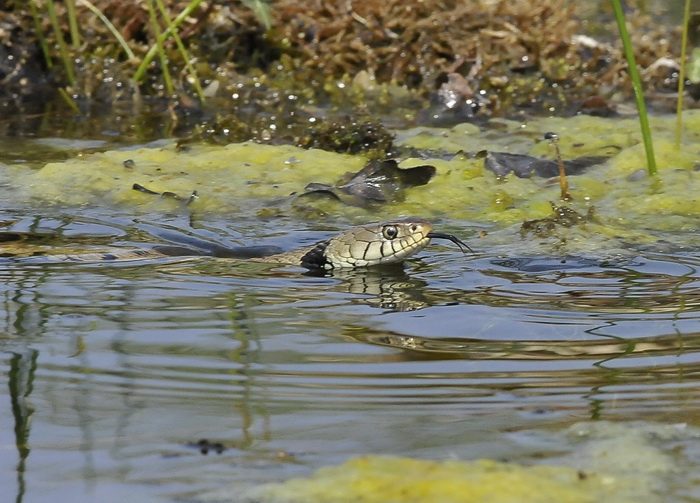 Natrix natrix - Natrice dal collare